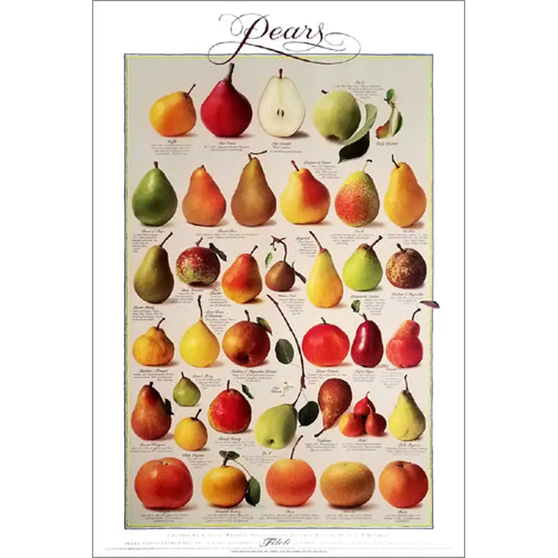 Pears of the Filoli Orchards (36 Varieties) 24x36 Wall Chart Poster - Celestial Arts Inc.