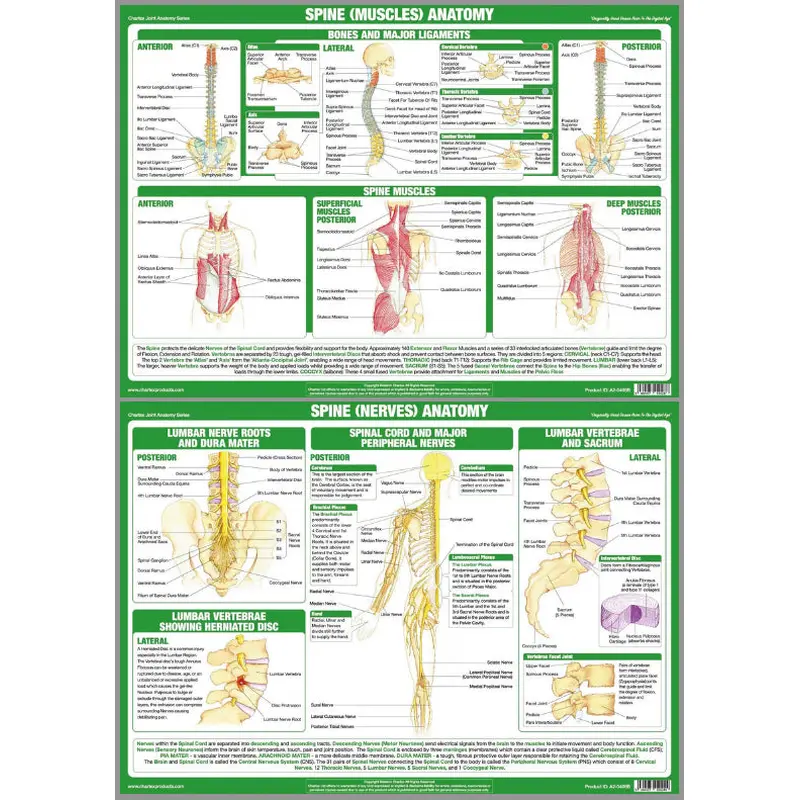 Anatomy of The Spine (Muscles and Nerves) Wall Chart 2-POSTER SET - Chartex Ltd.